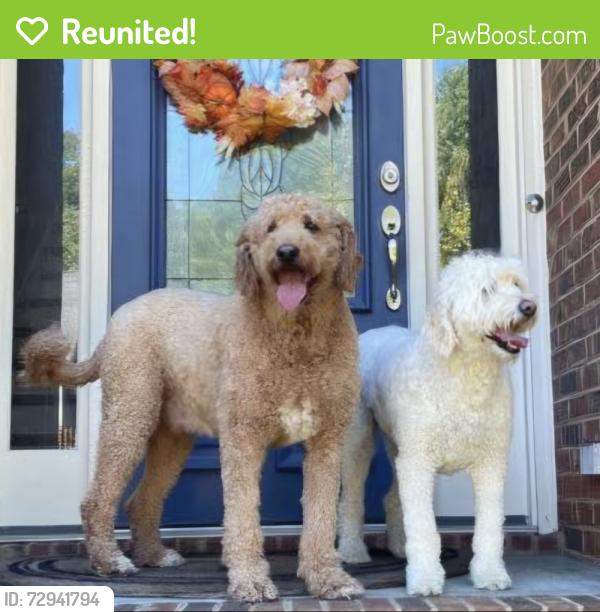 Reunited Male Dog last seen Near Missy Lane, Trussville AL 35173, Trussville, AL 35173