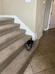 Found/Stray Male Cat last seen Flamingo st, Lakeway, TX 78734