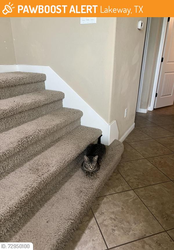 Found/Stray Male Cat last seen Flamingo st, Lakeway, TX 78734