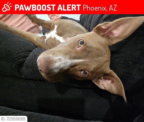 Lost Female Dog last seen Inbetween sountern and baseline, Phoenix, AZ 85042