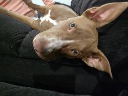 Lost Female Dog last seen Inbetween sountern and baseline, Phoenix, AZ 85042