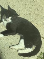 Found/Stray Unknown Cat last seen Ashby ct, Norfolk, VA 23502