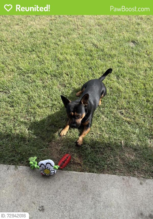 Reunited Male Dog last seen Frierson street, Waxahachie, TX 75165