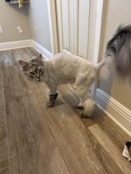 Lost Female Cat last seen Brunson Road near One Blood off of 9 mile Rd. , Pensacola, FL 32514