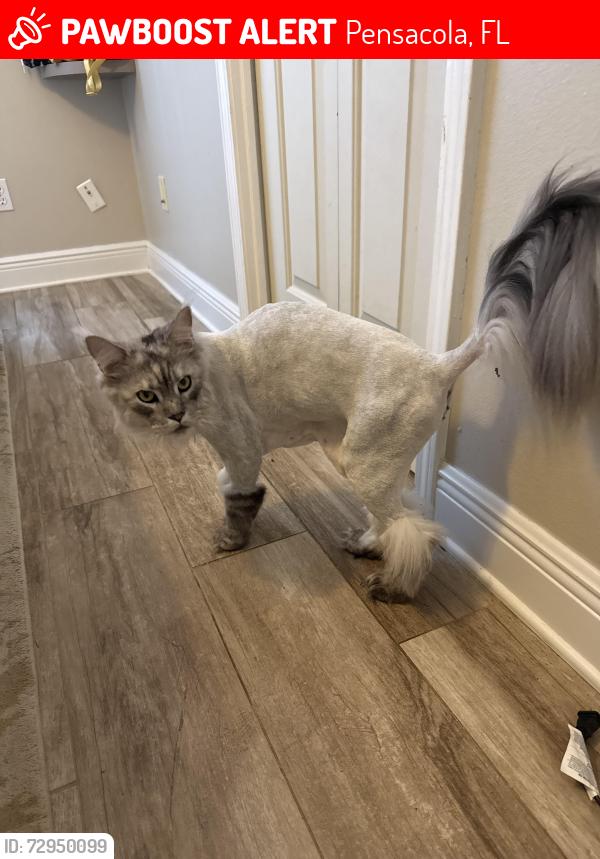 Lost Female Cat last seen Brunson Road near One Blood off of 9 mile Rd. , Pensacola, FL 32514