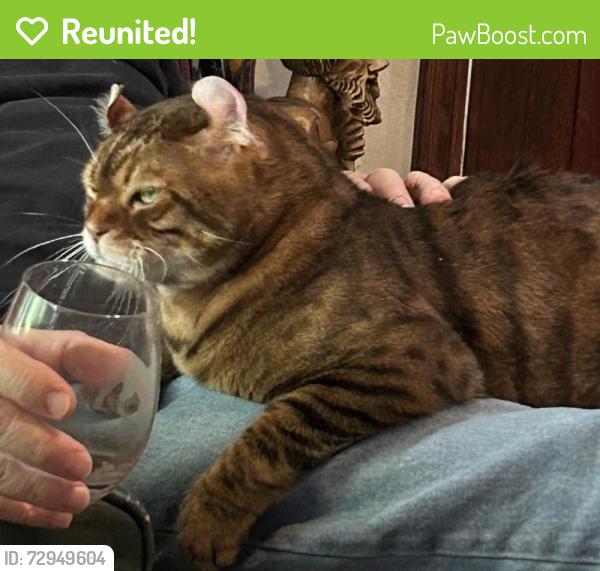 Reunited Male Cat last seen Near Garfias Drive, Pasadena 91104, Pasadena, CA 91104