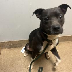 Shelter Stray Male Dog last seen , Red Bank, TN 37415