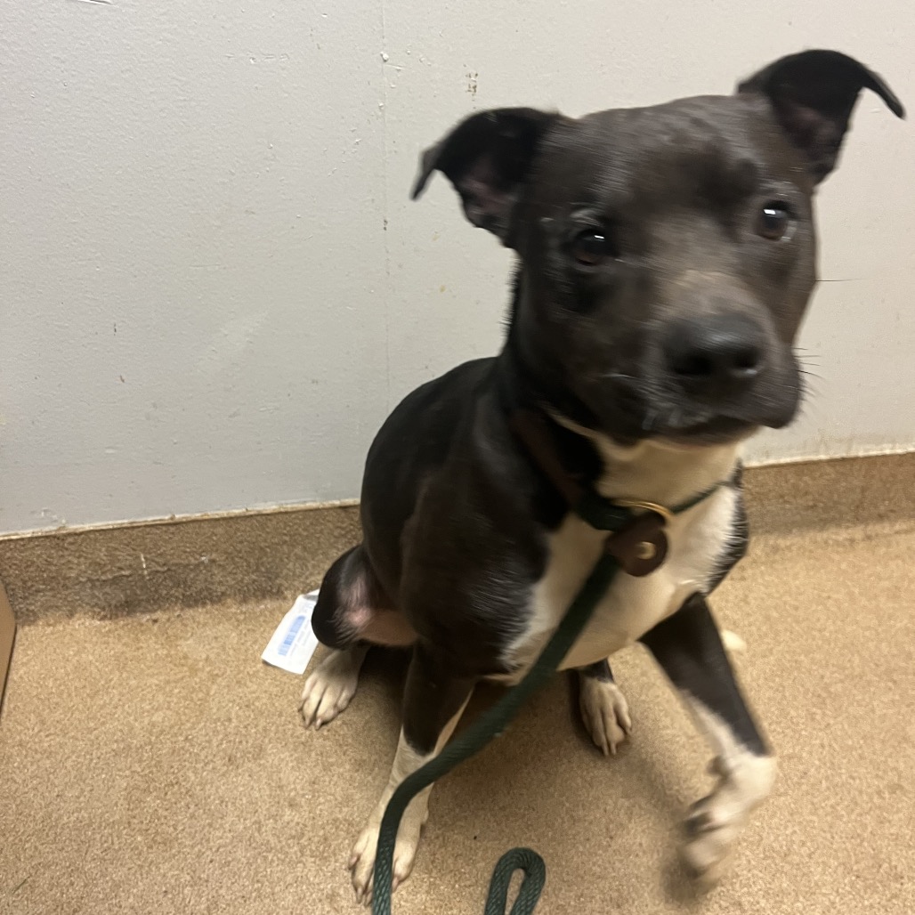 Shelter Stray Male Dog last seen , Red Bank, TN 37415