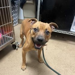 Shelter Stray Male Dog last seen , Red Bank, TN 37415