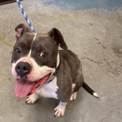 Shelter Stray Female Dog last seen , Memphis, TN 38133