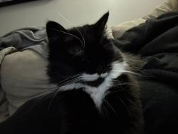 Lost Female Cat last seen 72nd st, Calgary, AB T2C 0V9