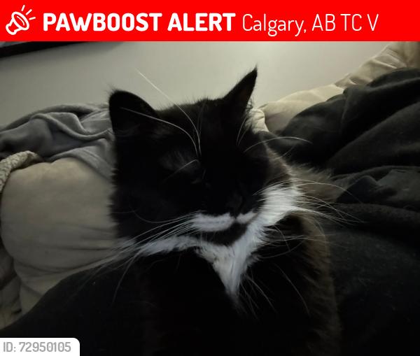 Lost Female Cat last seen 72nd st, Calgary, AB T2C 0V9