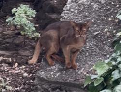 Found/Stray Unknown Cat last seen Noe and 21 on the hill with plants, San Francisco, CA 94114