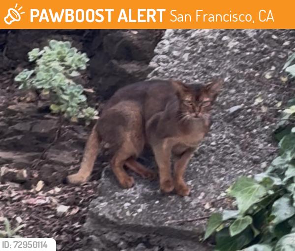 Found/Stray Unknown Cat last seen Noe and 21 on the hill with plants, San Francisco, CA 94114