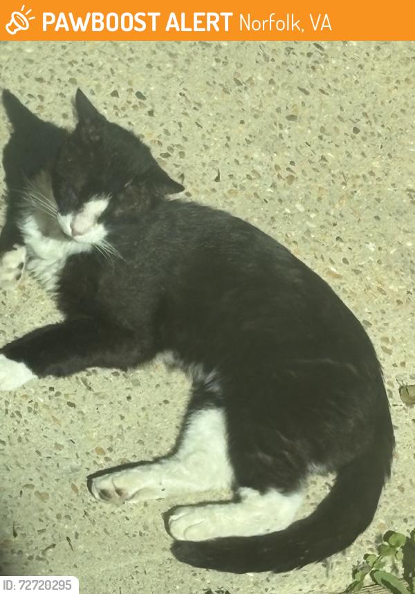 Found/Stray Unknown Cat last seen Ashby ct, Norfolk, VA 23502