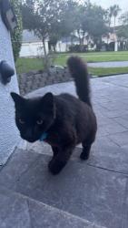 Reunited Unknown Cat last seen Marina del sol , League City, TX 77573