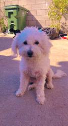 Reunited Female Dog last seen Menlo Ave and 140th, Gardena, CA 90247