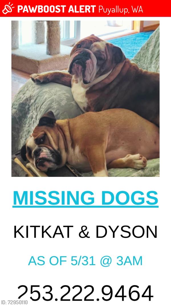 Lost Male Dog last seen Spinning Elementary , Puyallup, WA 98372