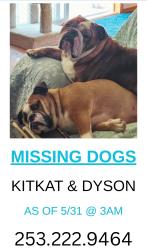 Lost Male Dog last seen Spinning Elementary , Puyallup, WA 98372