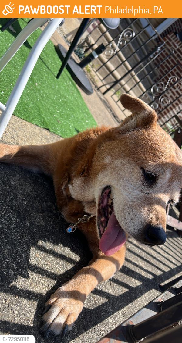 Found/Stray Female Dog last seen Levick st, Philadelphia, PA 19149