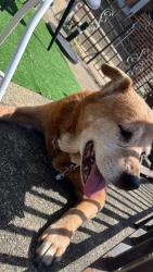 Found/Stray Female Dog last seen Levick st, Philadelphia, PA 19149