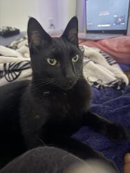 Lost Male Cat last seen Sheridan st and stirling rd, Hollywood, FL 33024
