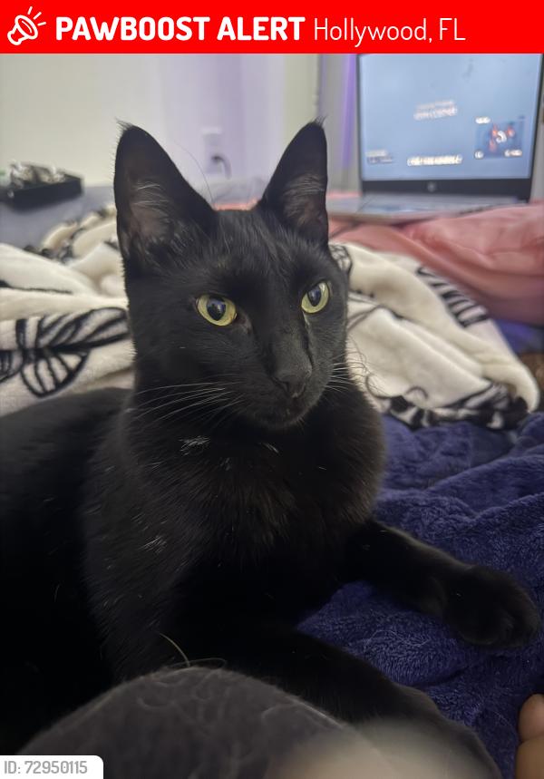 Lost Male Cat last seen Sheridan st and stirling rd, Hollywood, FL 33024
