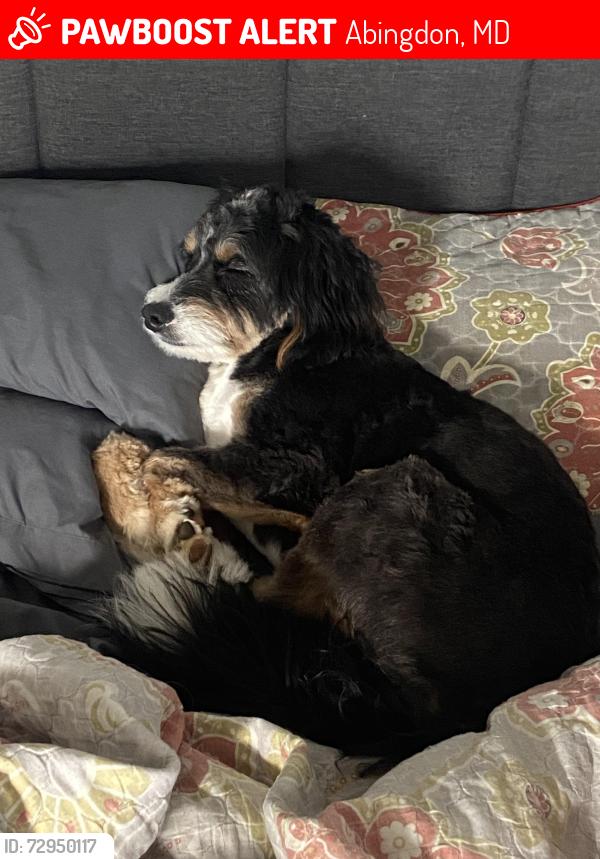 Lost Female Dog last seen Royal Mile Drive, Abingdon, MD 21009