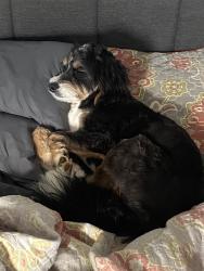 Lost Female Dog last seen Royal Mile Drive, Abingdon, MD 21009