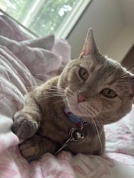 Lost Female Cat last seen Sycamore park , Sycamore, IL 60178