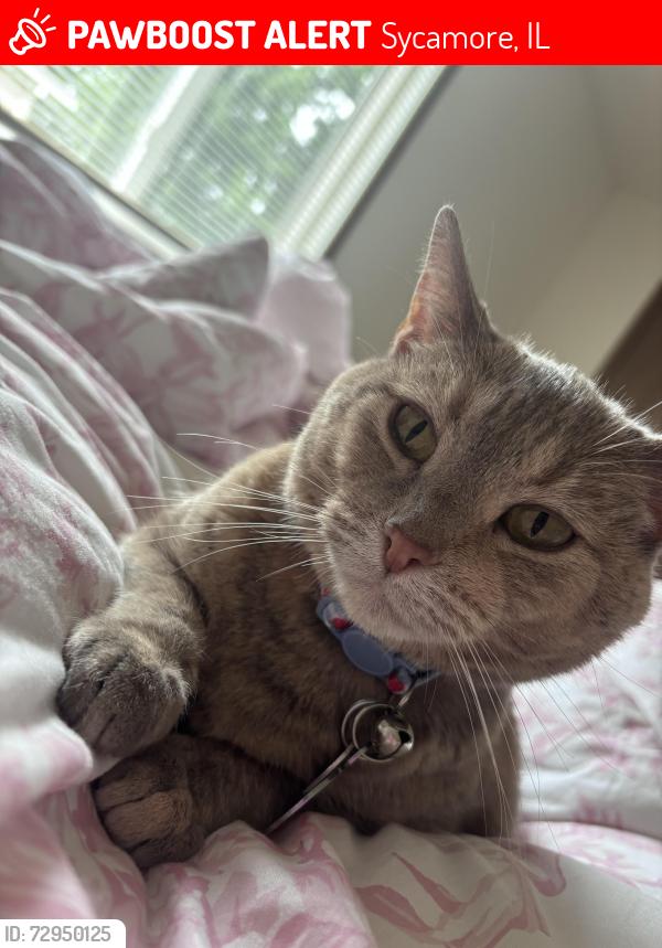 Lost Female Cat last seen Sycamore park , Sycamore, IL 60178