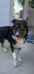 Found/Stray Male Dog last seen Near Aqueduct Ave Van Nuys, Los Angeles, CA 91604