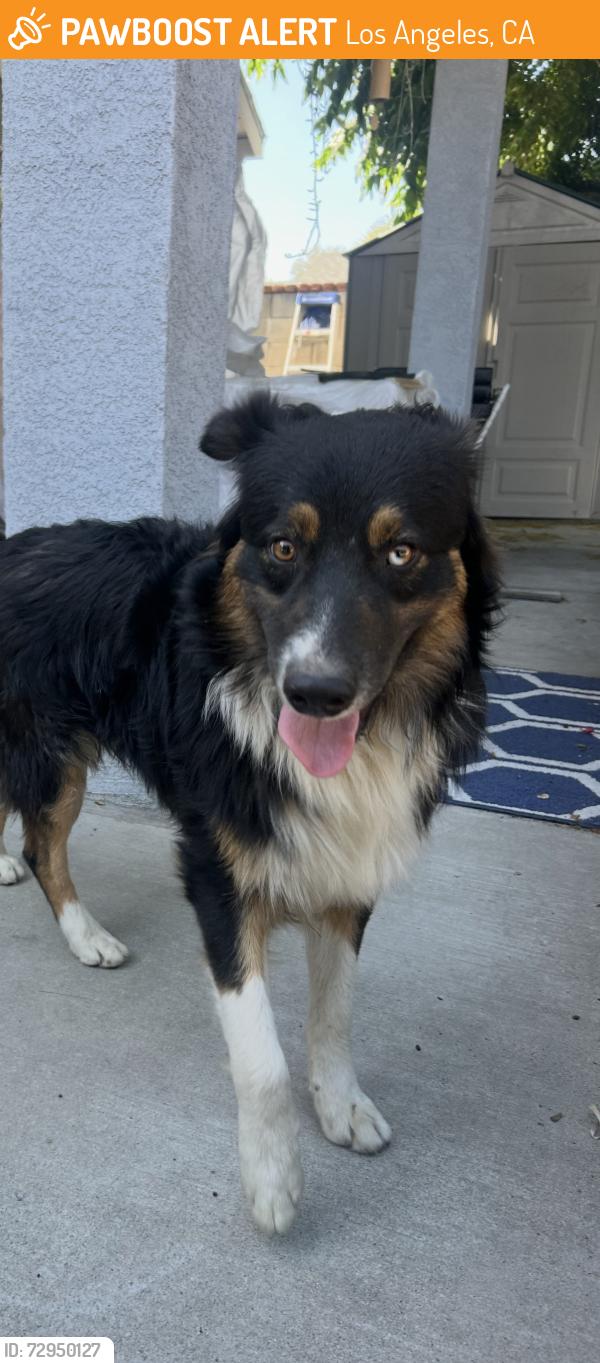 Found/Stray Male Dog last seen Near Aqueduct Ave Van Nuys, Los Angeles, CA 91604