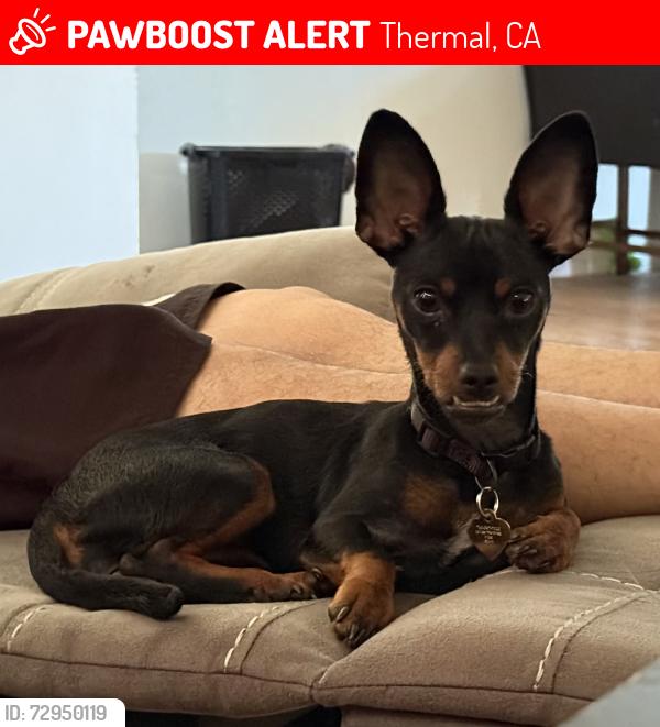Lost Female Dog last seen Montego Ave , Thermal, CA 92274