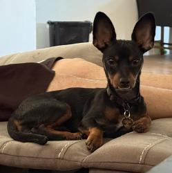 Lost Female Dog last seen Montego Ave , Thermal, CA 92274