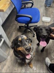 Found/Stray Male Dog last seen Lowes , Greenville, NC 27858