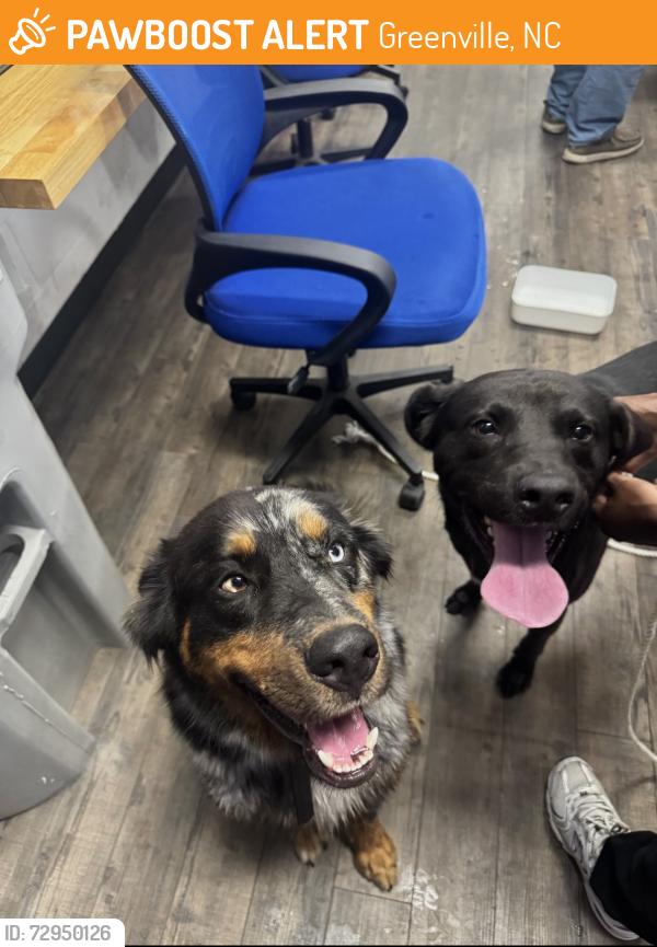 Found/Stray Male Dog last seen Lowes , Greenville, NC 27858