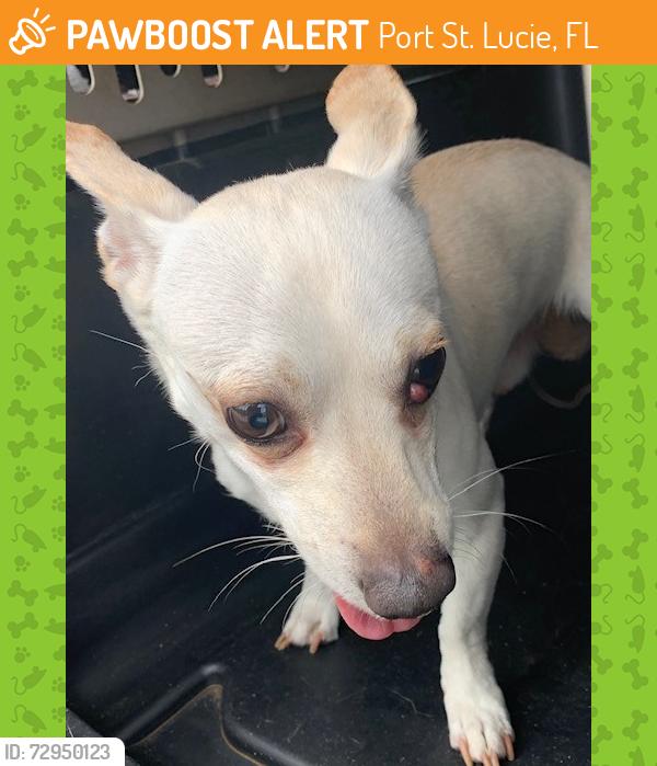 Found/Stray Male Dog last seen Port Saint Lucie, Port St. Lucie, FL 34986