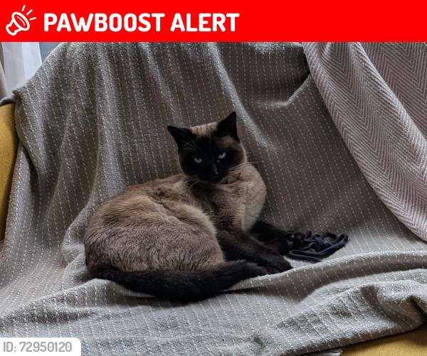 Lost Male Cat last seen Maltings wynd , Glasgow City, Scotland G4 9BF