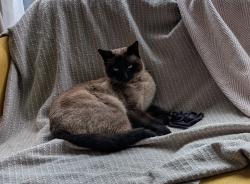 Lost Male Cat last seen Maltings wynd , Glasgow City, Scotland G4 9BF