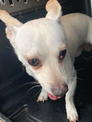 Found/Stray Male Dog last seen Port Saint Lucie, Port St. Lucie, FL 34986