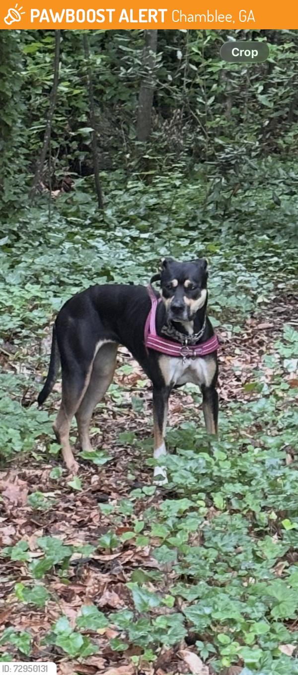 Found/Stray Unknown Dog last seen Cold Spring Lane & Carmel, Chamblee, GA 30341