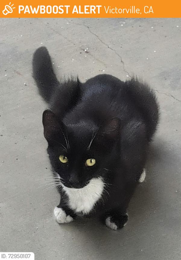 Found/Stray Female Cat last seen Jason Ln, Victorville, CA 92395