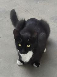 Found/Stray Female Cat last seen Jason Ln, Victorville, CA 92395