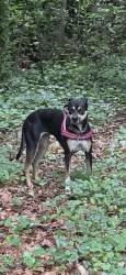 Found/Stray Unknown Dog last seen Cold Spring Lane & Carmel, Chamblee, GA 30341