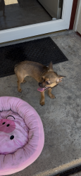 Lost Male Dog last seen By Goodman Elementary , Arlington, TX 76012