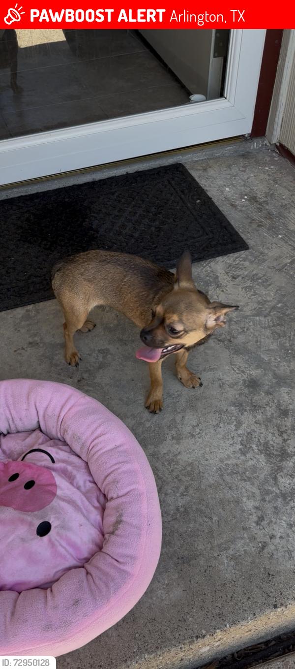 Lost Male Dog last seen By Goodman Elementary , Arlington, TX 76012