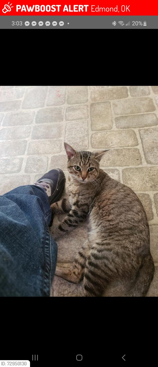 Lost Male Cat last seen Covell & Douglas, edmond, Edmond, OK 73007