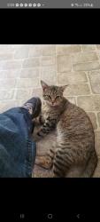 Lost Male Cat last seen Covell & Douglas, edmond, Edmond, OK 73007