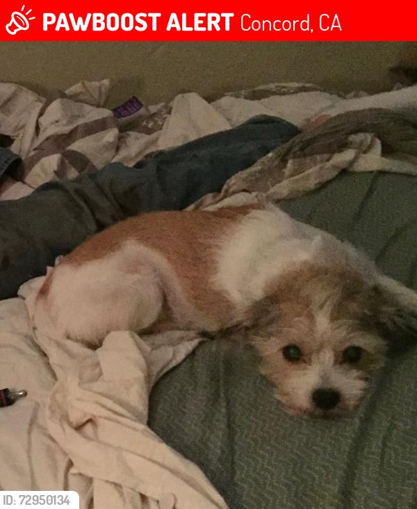 Lost Male Dog last seen Treat Blvd  and blarney ave, Concord, CA 94518
